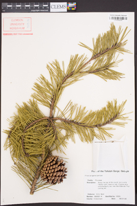 Pinus pungens image