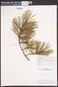 Pinus pungens image