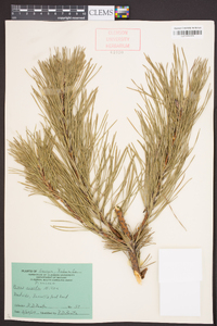 Pinus rigida image