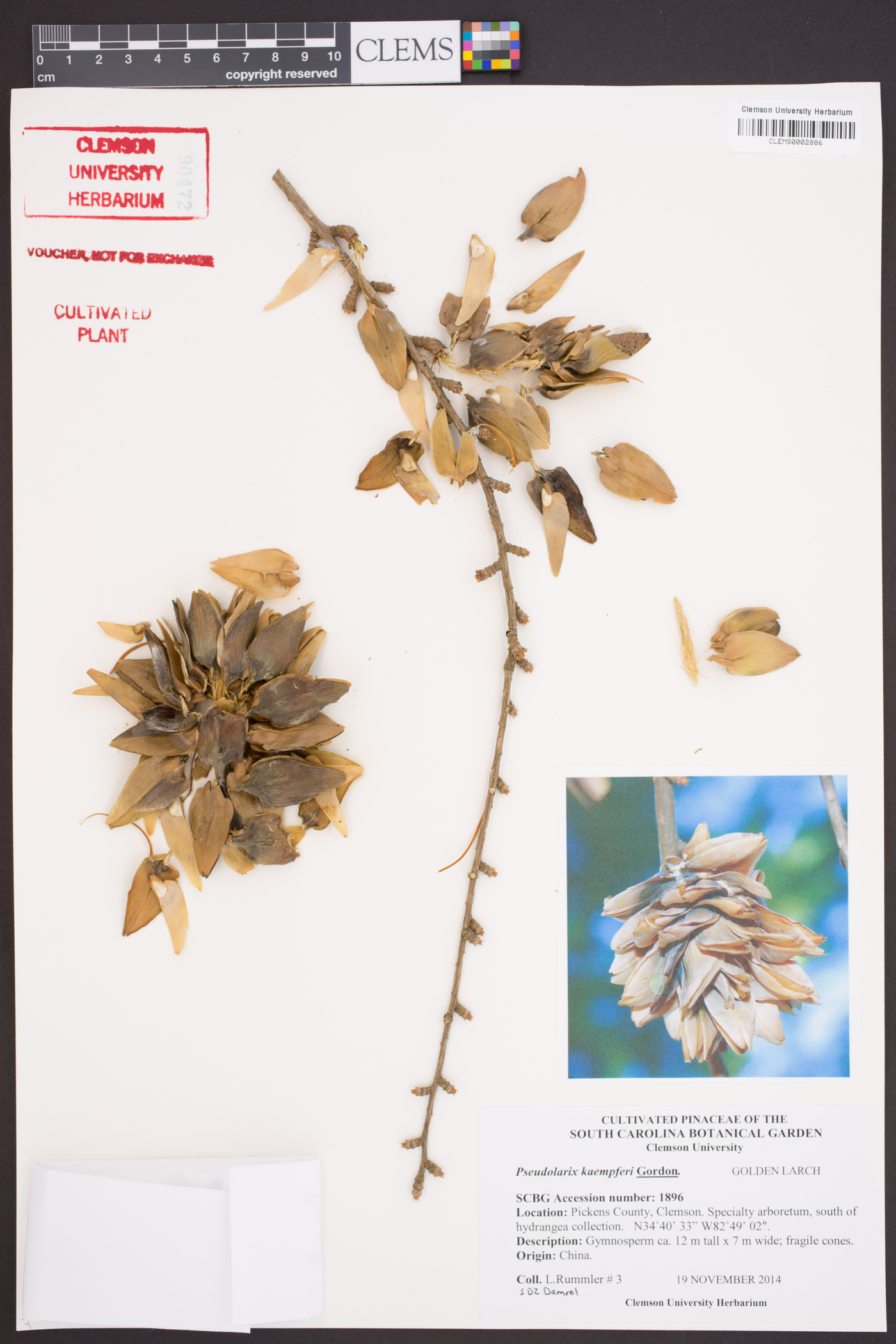 Pseudolarix kaempferi image