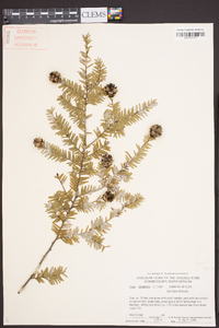 Tsuga canadensis image