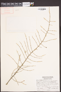Tsuga canadensis image
