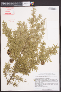 Tsuga diversifolia image