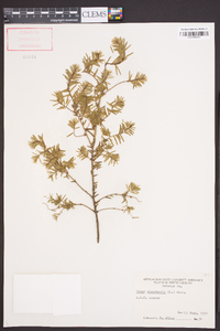 Tsuga canadensis image