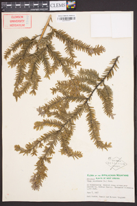 Tsuga canadensis image