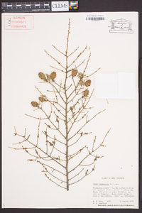 Tsuga canadensis image