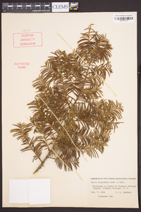 Taxus cuspidata image