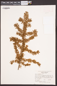 Taxus canadensis image