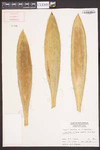 Yucca filamentosa image