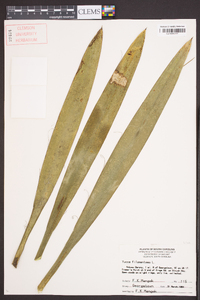 Yucca filamentosa image