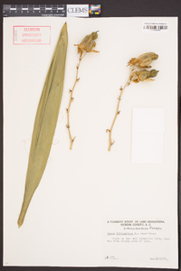 Yucca filamentosa image