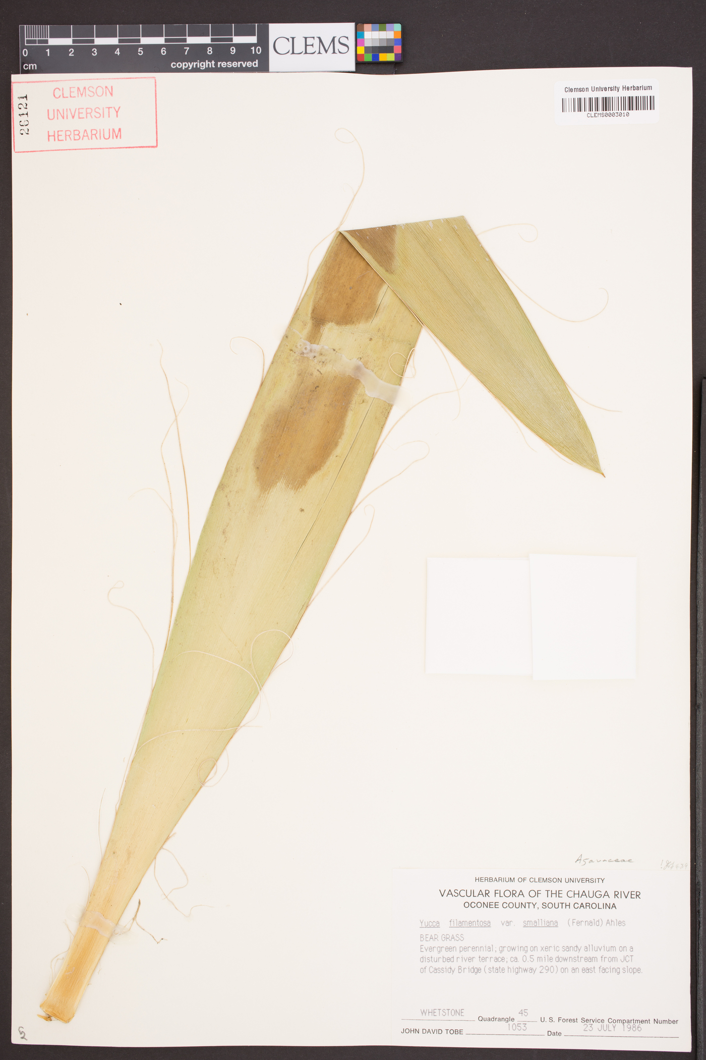 Yucca flaccida image