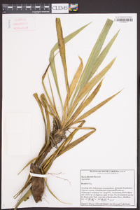 Yucca flaccida image