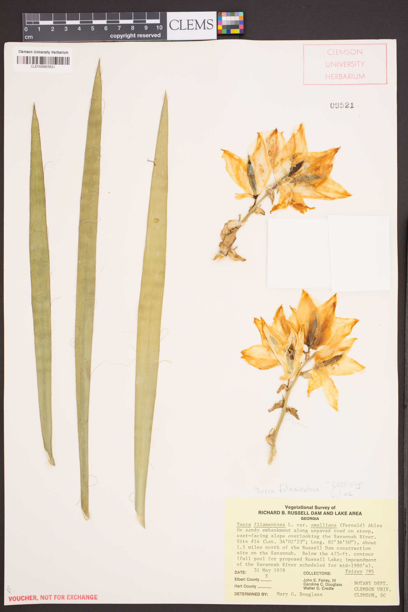 Yucca flaccida image
