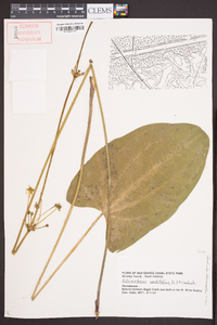 Echinodorus cordifolius image