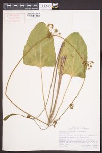 Echinodorus cordifolius image