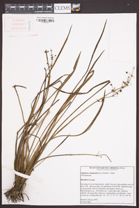 Sagittaria chapmanii image