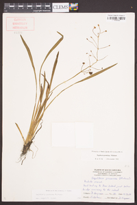 Sagittaria graminea image