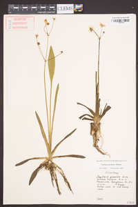 Sagittaria graminea image