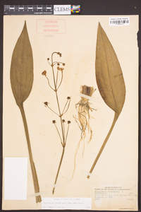 Sagittaria lancifolia image