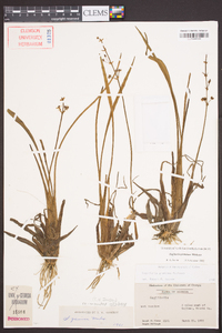 Sagittaria graminea image