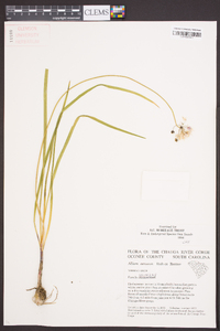 Allium cernuum image