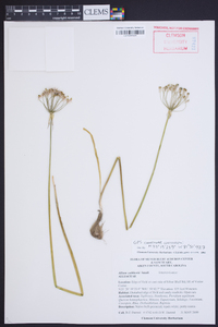 Allium cuthbertii image