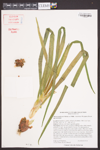 Allium cepa var. proliferum image