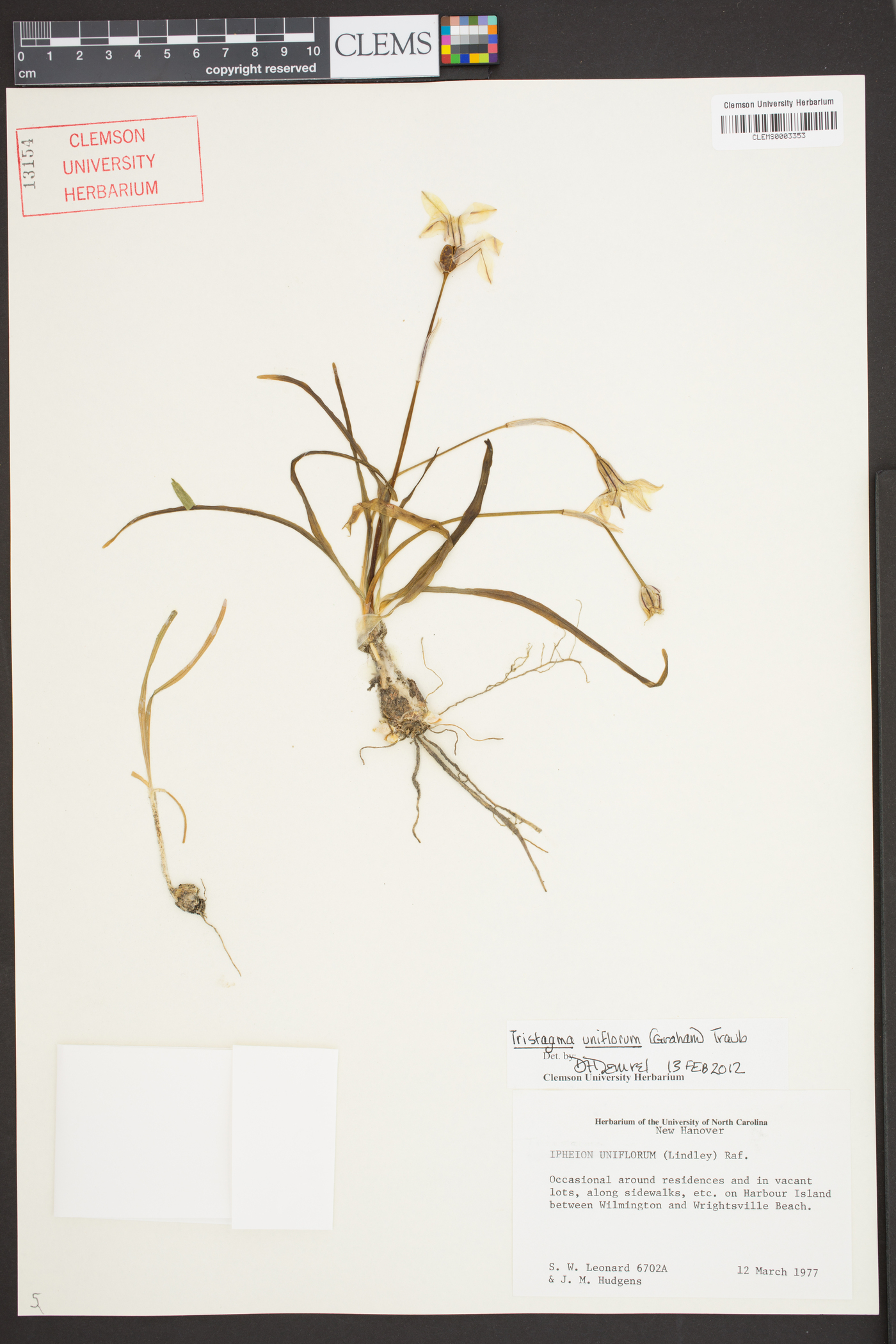 Tristagma uniflorum image