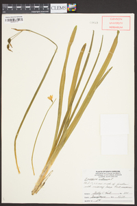 Leucojum aestivum image