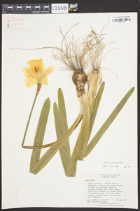 Narcissus pseudonarcissus image