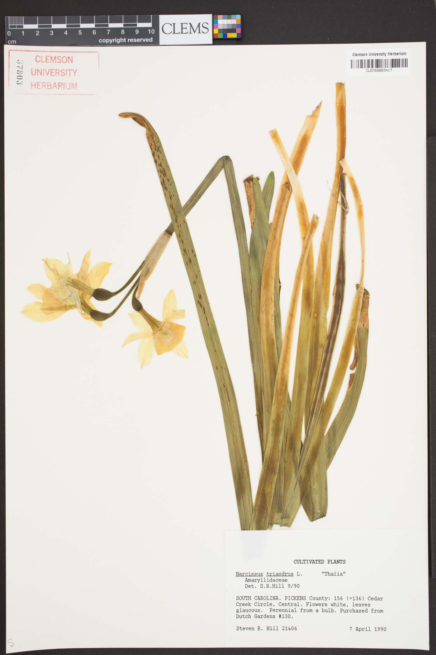 Narcissus triandrus image