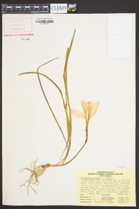 Zephyranthes atamasco image