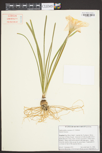 Zephyranthes atamasca image