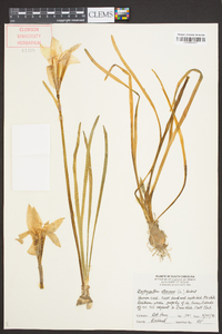 Zephyranthes atamasca image