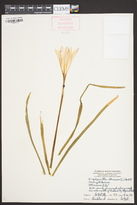 Zephyranthes atamasca image