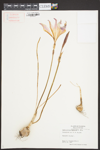 Zephyranthes treatiae image