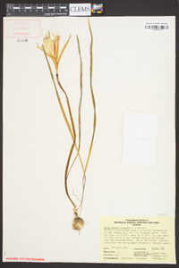Zephyranthes atamasca image