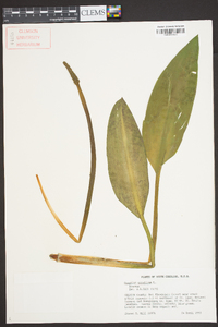 Orontium aquaticum image