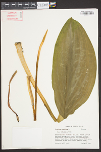 Orontium aquaticum image