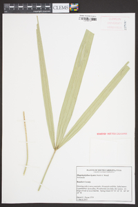 Rhapidophyllum hystrix image