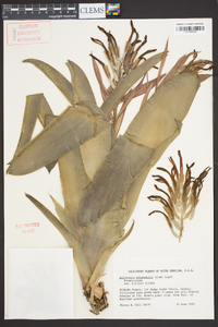 Billbergia pyramidalis image