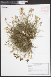 Tillandsia recurvata image