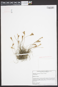 Tillandsia recurvata image