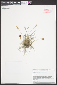 Tillandsia recurvata image