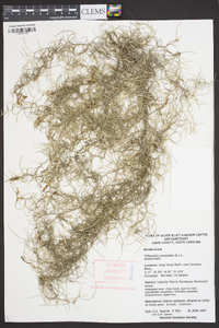 Tillandsia usneoides image