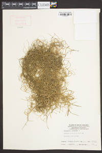 Tillandsia usneoides image