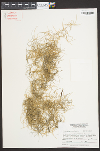 Tillandsia usneoides image