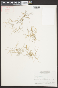 Tillandsia usneoides image