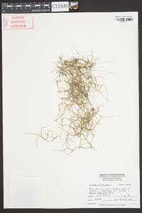 Tillandsia usneoides image